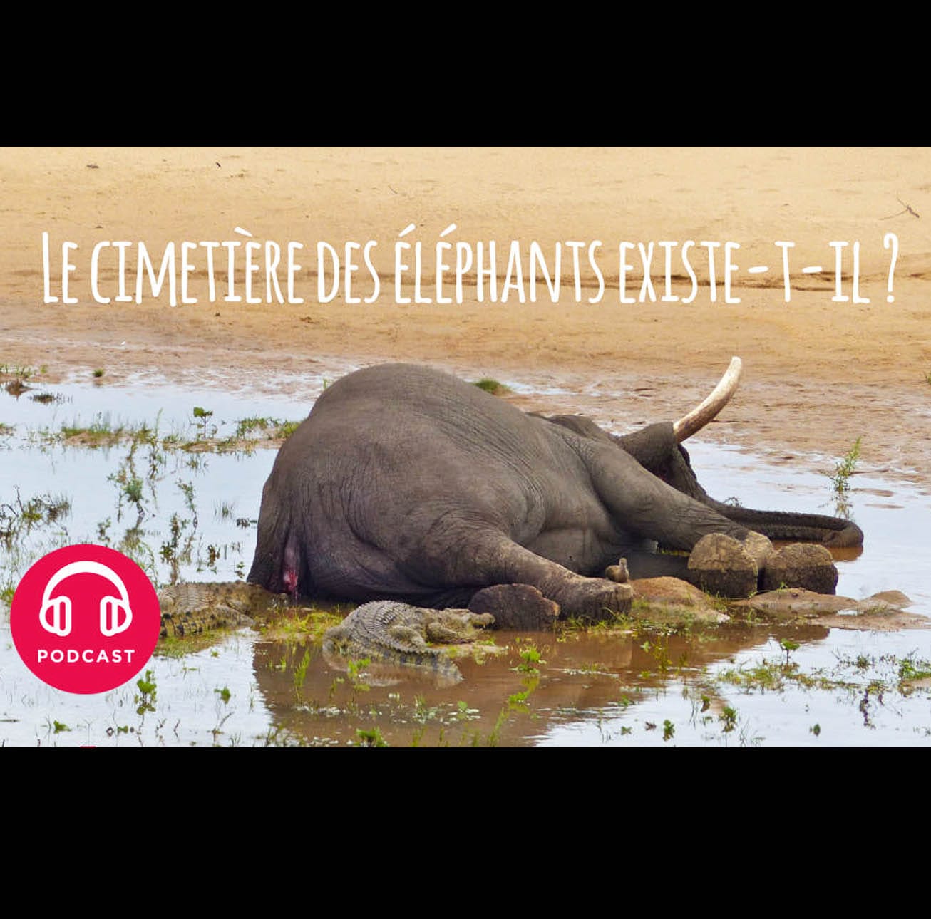 Le cimetière des éléphants - Classique du 24-04-2018 - censuré par YouTube